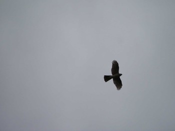 Eurasian Sparrowhawk 大瀬海岸(奄美大島) Mon, 12/18/2023