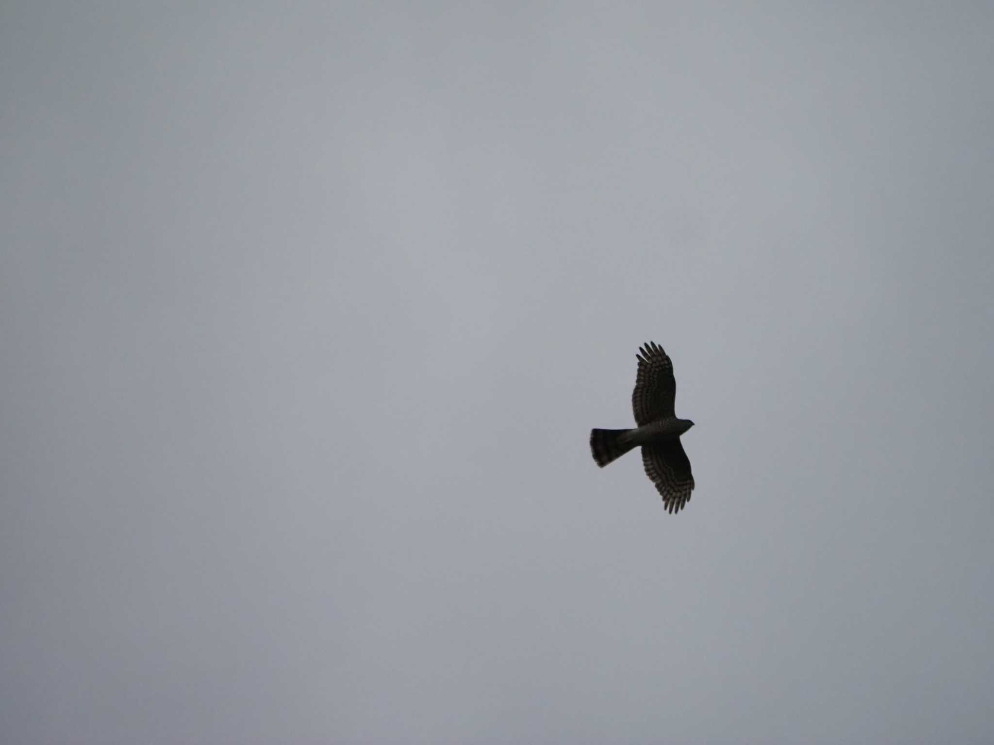 Eurasian Sparrowhawk