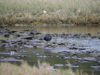 Eurasian Coot 大瀬海岸(奄美大島) Mon, 12/18/2023