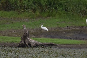 チュウサギ 場所が不明 2018年8月13日(月)