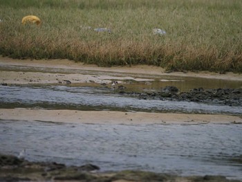 Long-billed Plover 大瀬海岸(奄美大島) Mon, 12/18/2023