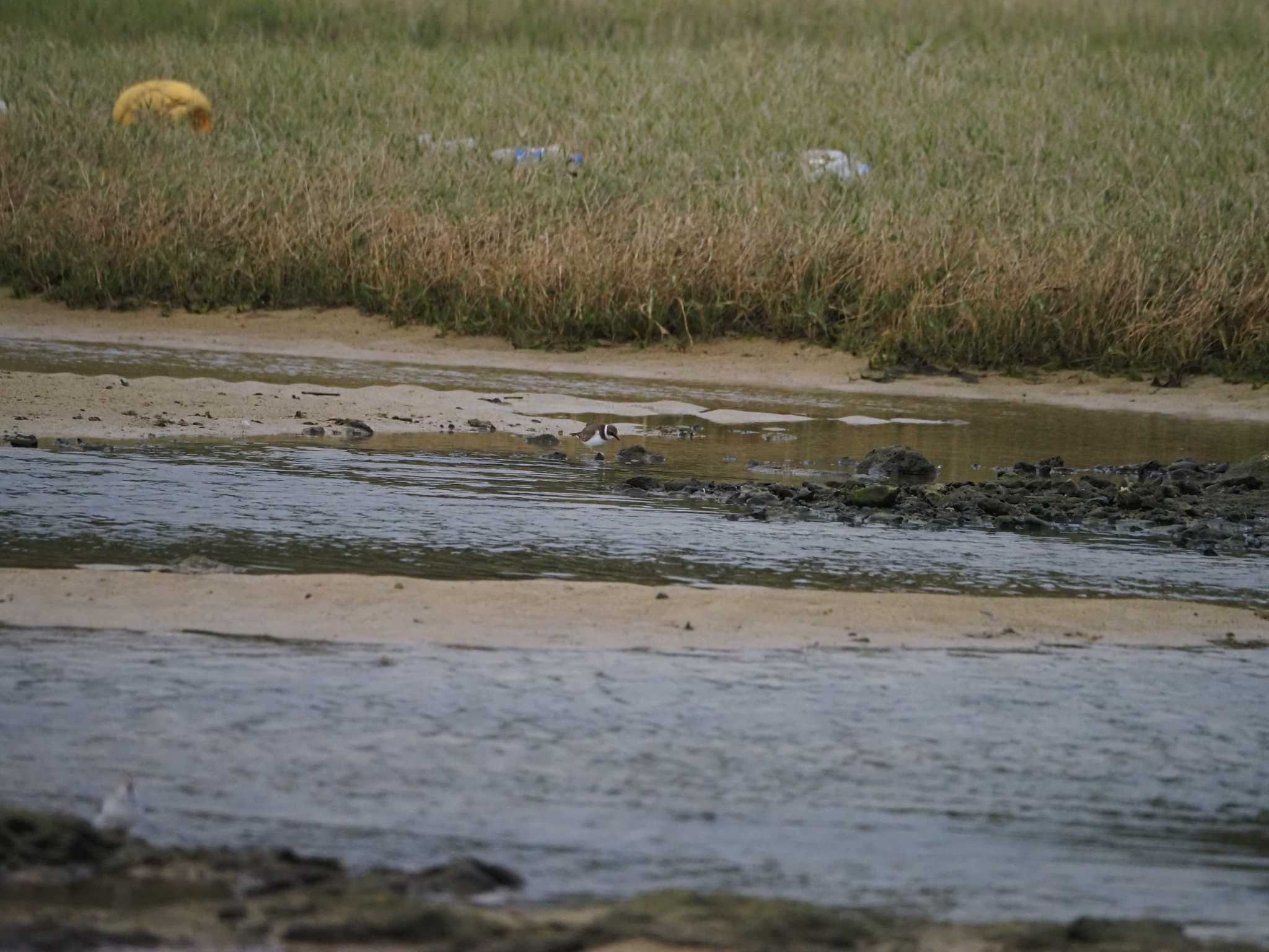 Photo of Long-billed Plover at 大瀬海岸(奄美大島) by mintan_honu