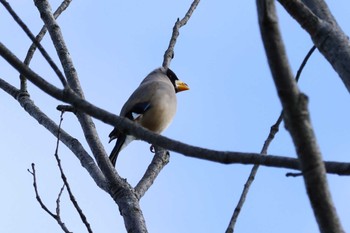 イカル ロクハ公園(滋賀県草津市) 2023年12月24日(日)