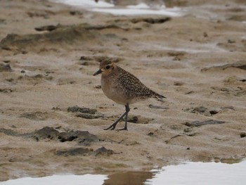 Grey Plover 大瀬海岸(奄美大島) Sun, 12/17/2023