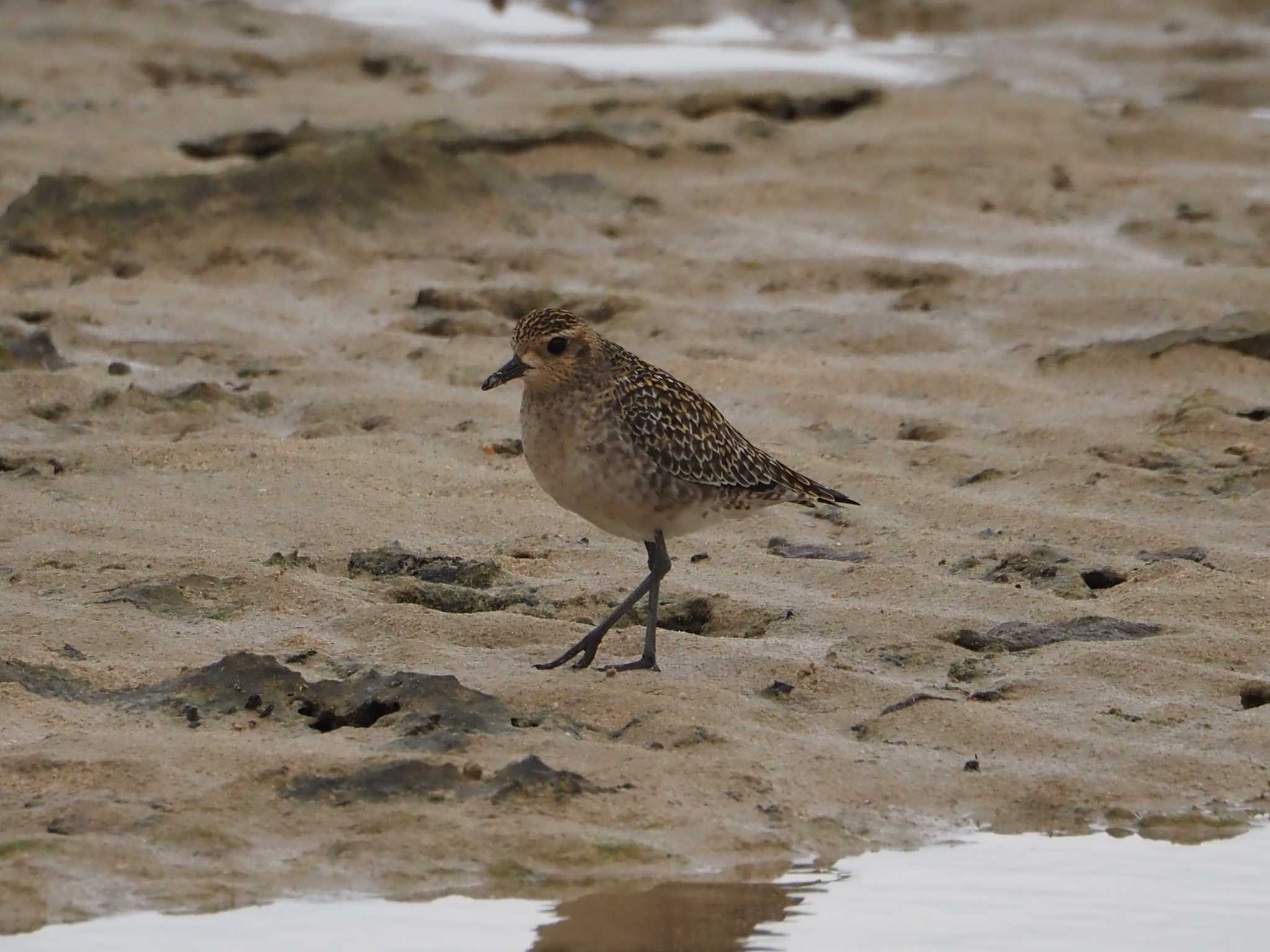 Photo of Grey Plover at 大瀬海岸(奄美大島) by mintan_honu