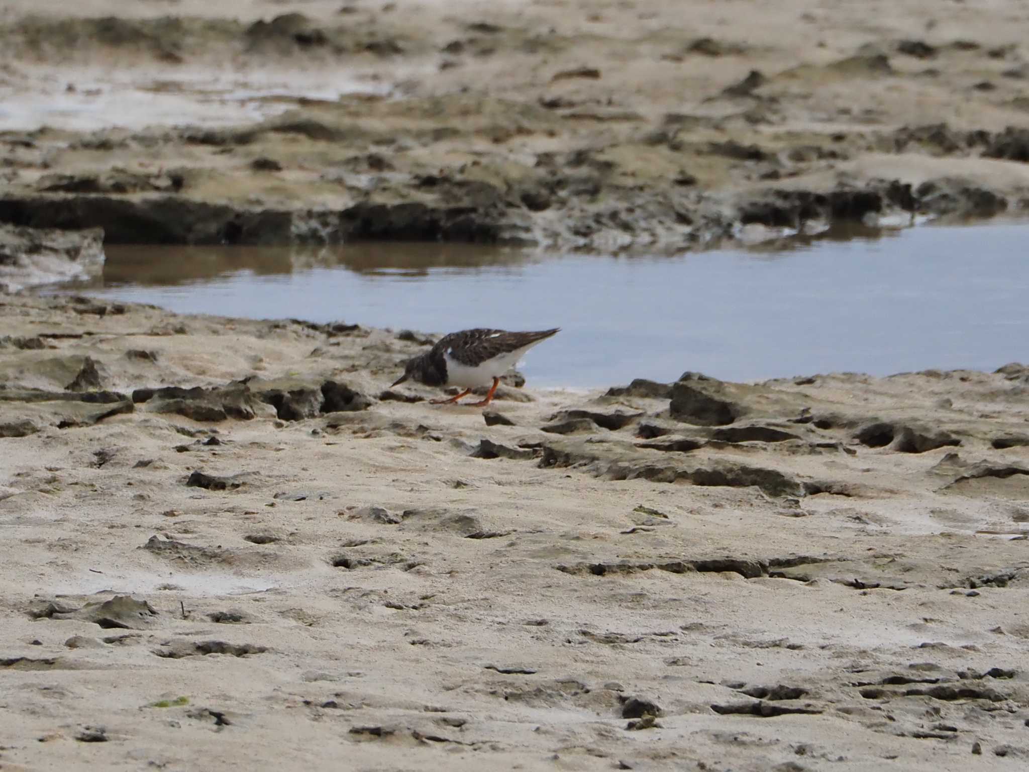 Photo of Ruddy Turnstone at 大瀬海岸(奄美大島) by mintan_honu