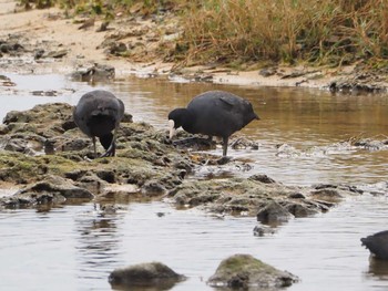 Eurasian Coot 大瀬海岸(奄美大島) Sun, 12/17/2023