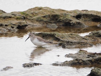 Dunlin 大瀬海岸(奄美大島) Sun, 12/17/2023