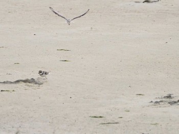 Long-billed Plover 大瀬海岸(奄美大島) Sun, 12/17/2023