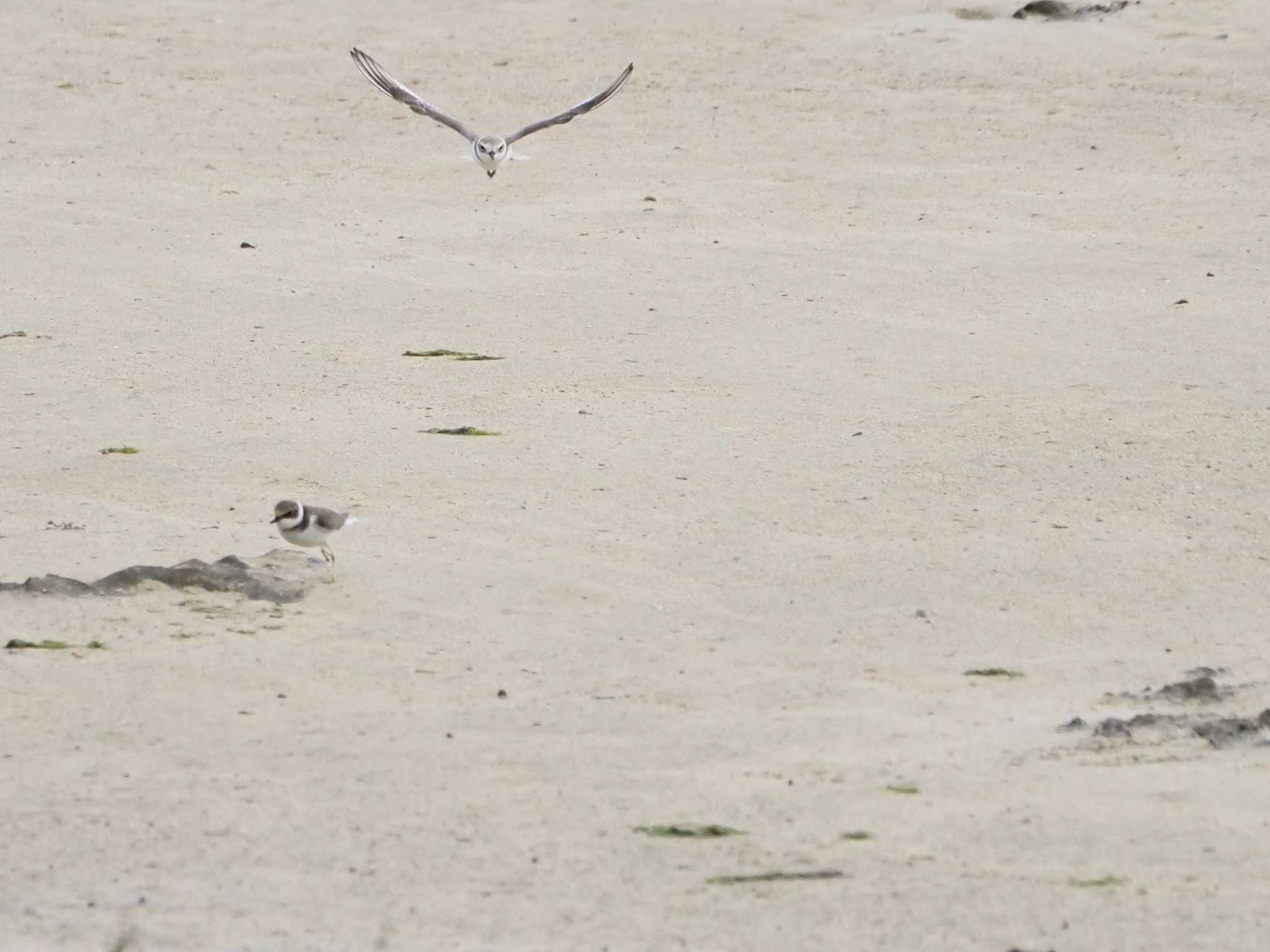 Photo of Long-billed Plover at 大瀬海岸(奄美大島) by mintan_honu