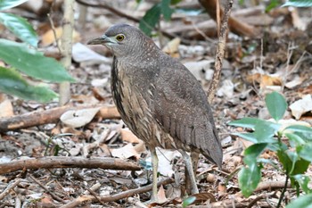 2023年12月23日(土) 水元公園の野鳥観察記録