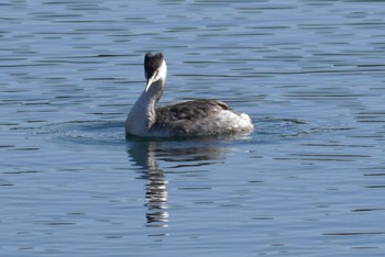 2023年12月23日(土) 大阪城公園の野鳥観察記録