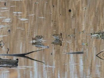 2023年12月24日(日) 手賀沼の野鳥観察記録