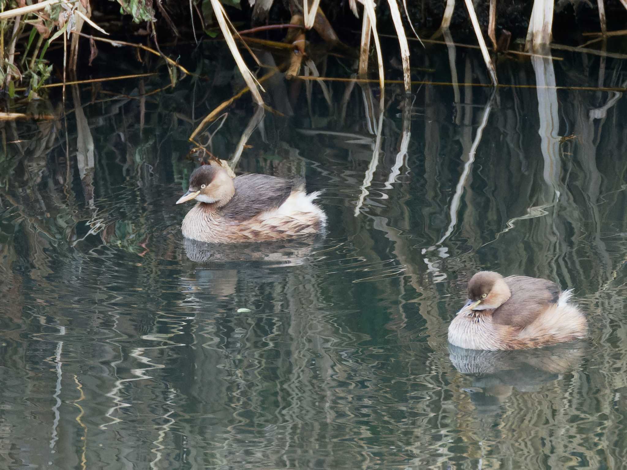 Little Grebe