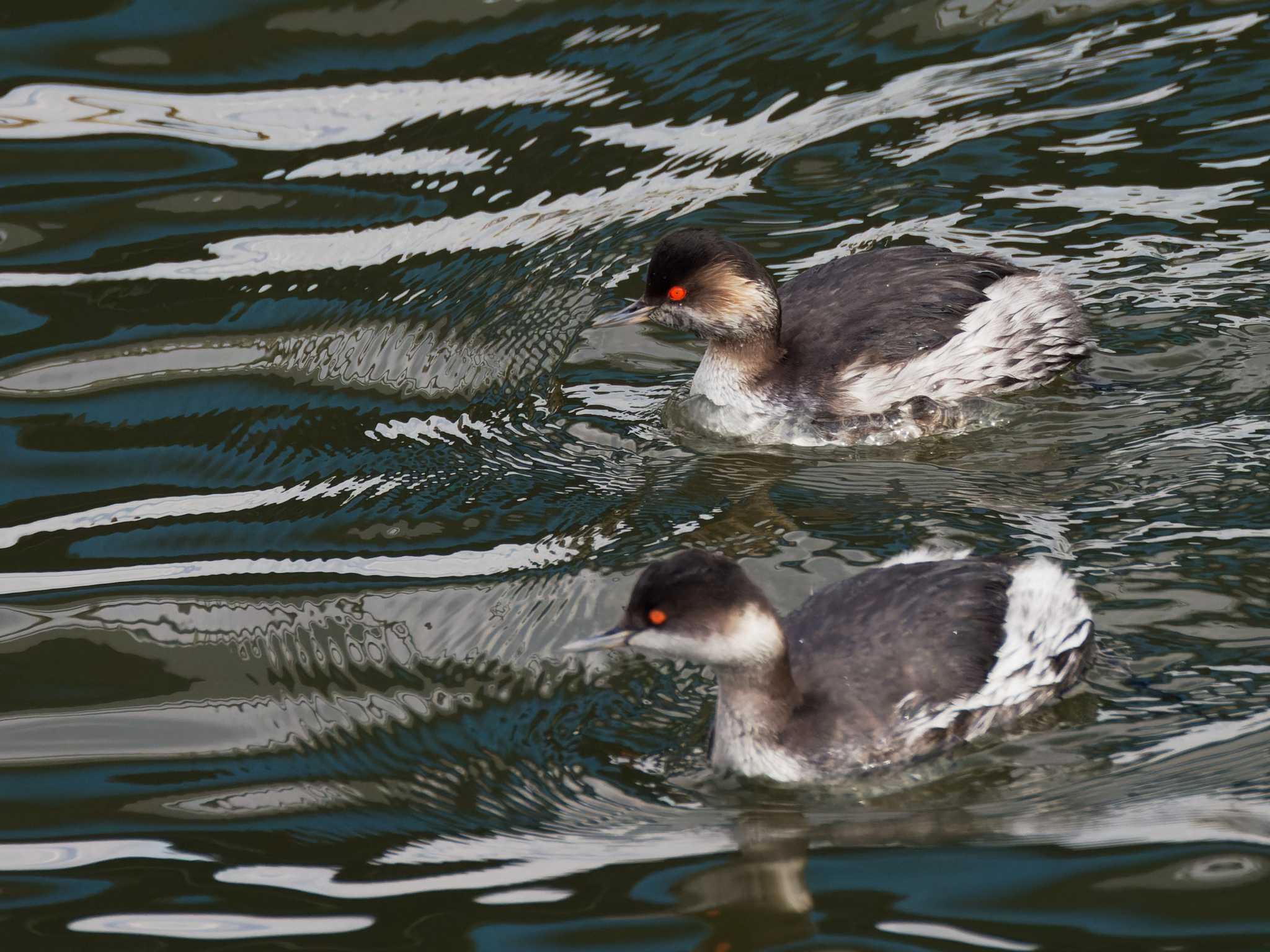 Black-necked Grebe