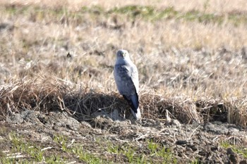 Hen Harrier 愛知県 Sun, 12/24/2023