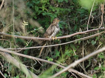 Oriental Cuckoo 猪名川公園 Mon, 10/22/2018