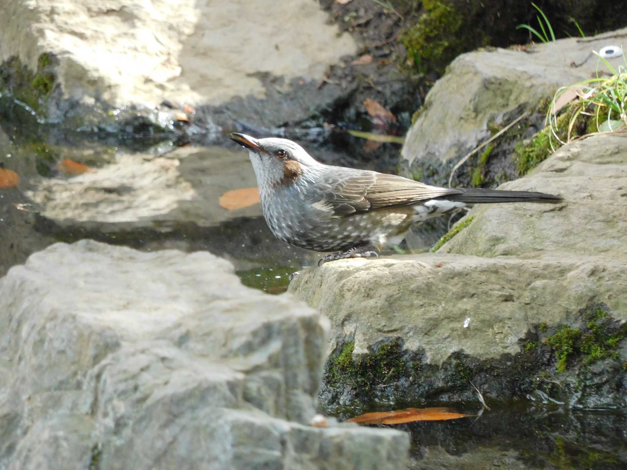 平和の森公園、妙正寺川 ヒヨドリの写真 by morinokotori