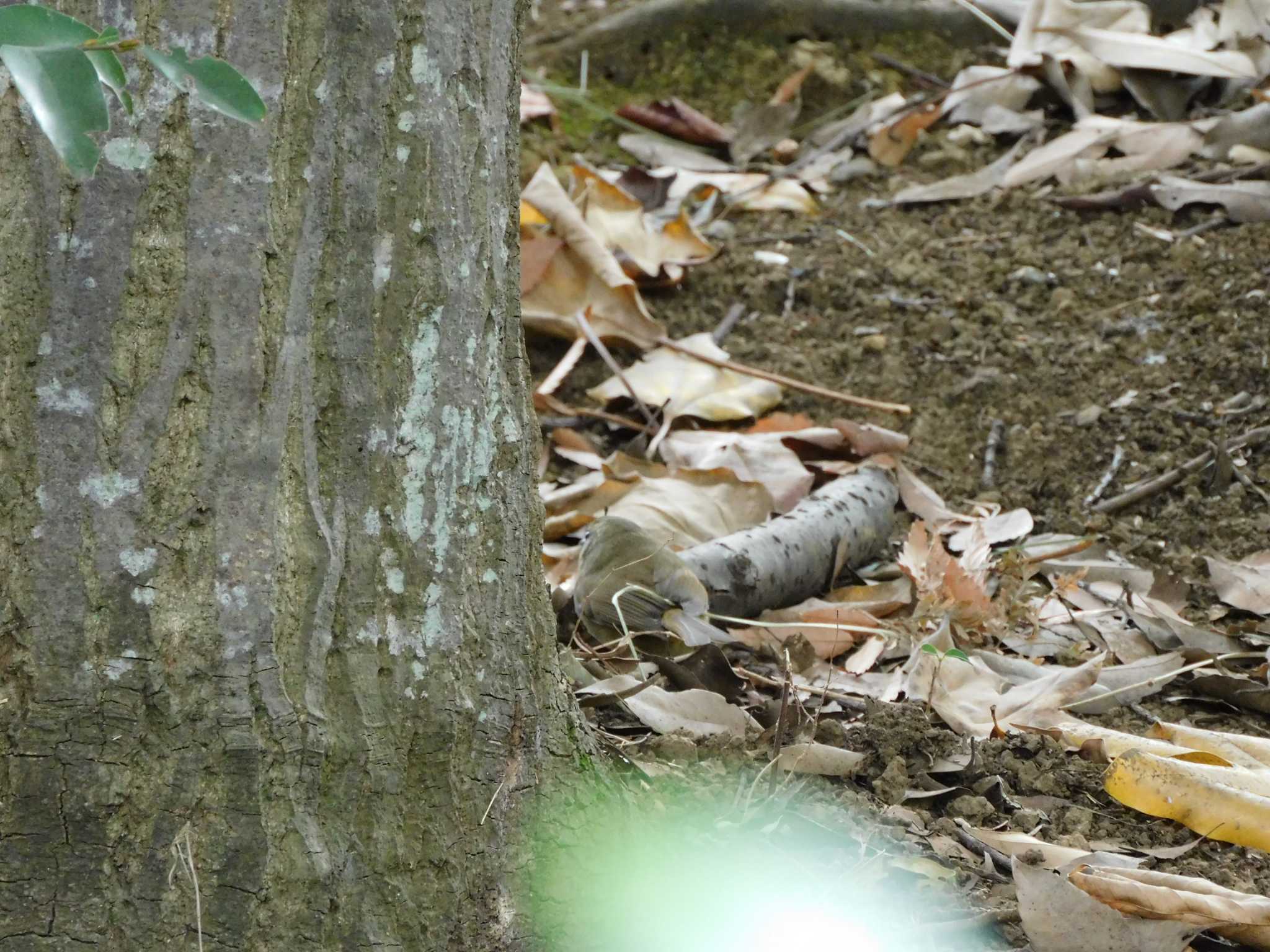 平和の森公園、妙正寺川 ウグイスの写真 by morinokotori