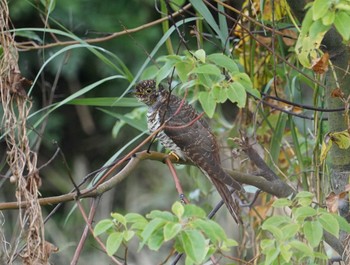 Oriental Cuckoo 猪名川公園 Mon, 10/22/2018