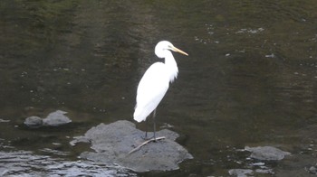 Great Egret(modesta)  柏尾川 Sun, 12/24/2023