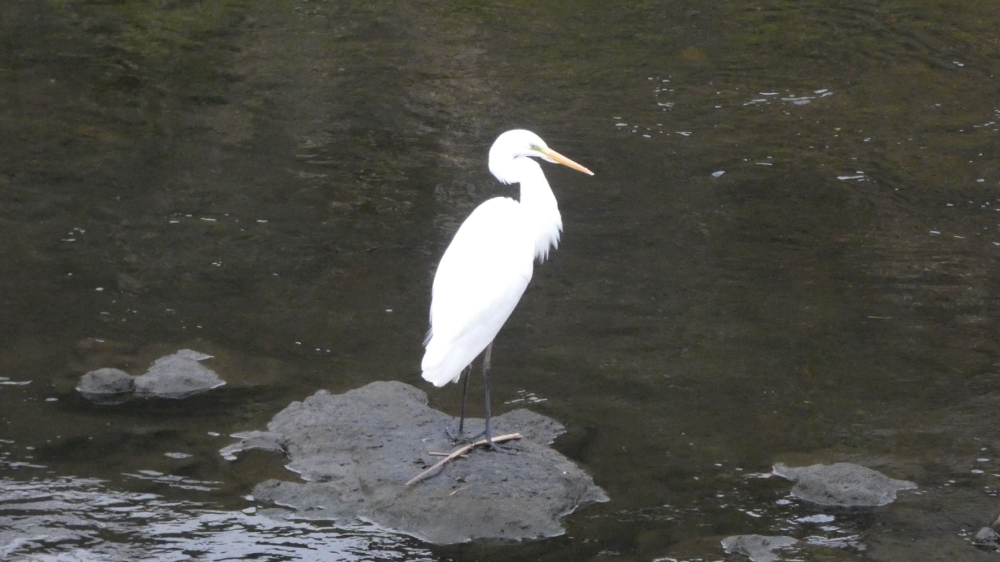 Photo of Great Egret(modesta)  at 柏尾川 by しらす