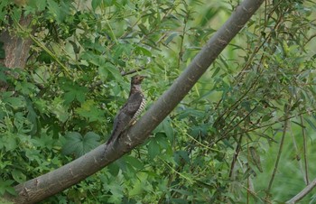 Oriental Cuckoo 猪名川公園 Mon, 10/22/2018