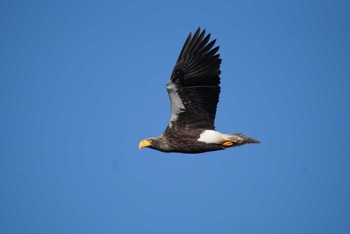 2023年12月24日(日) 根室市湯根元の野鳥観察記録