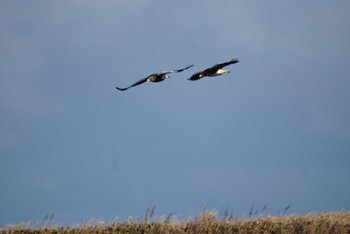 2023年12月24日(日) 根室の野鳥観察記録