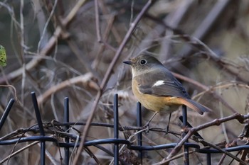 Daurian Redstart 大阪府民の森むろいけ園地 Sun, 12/24/2023