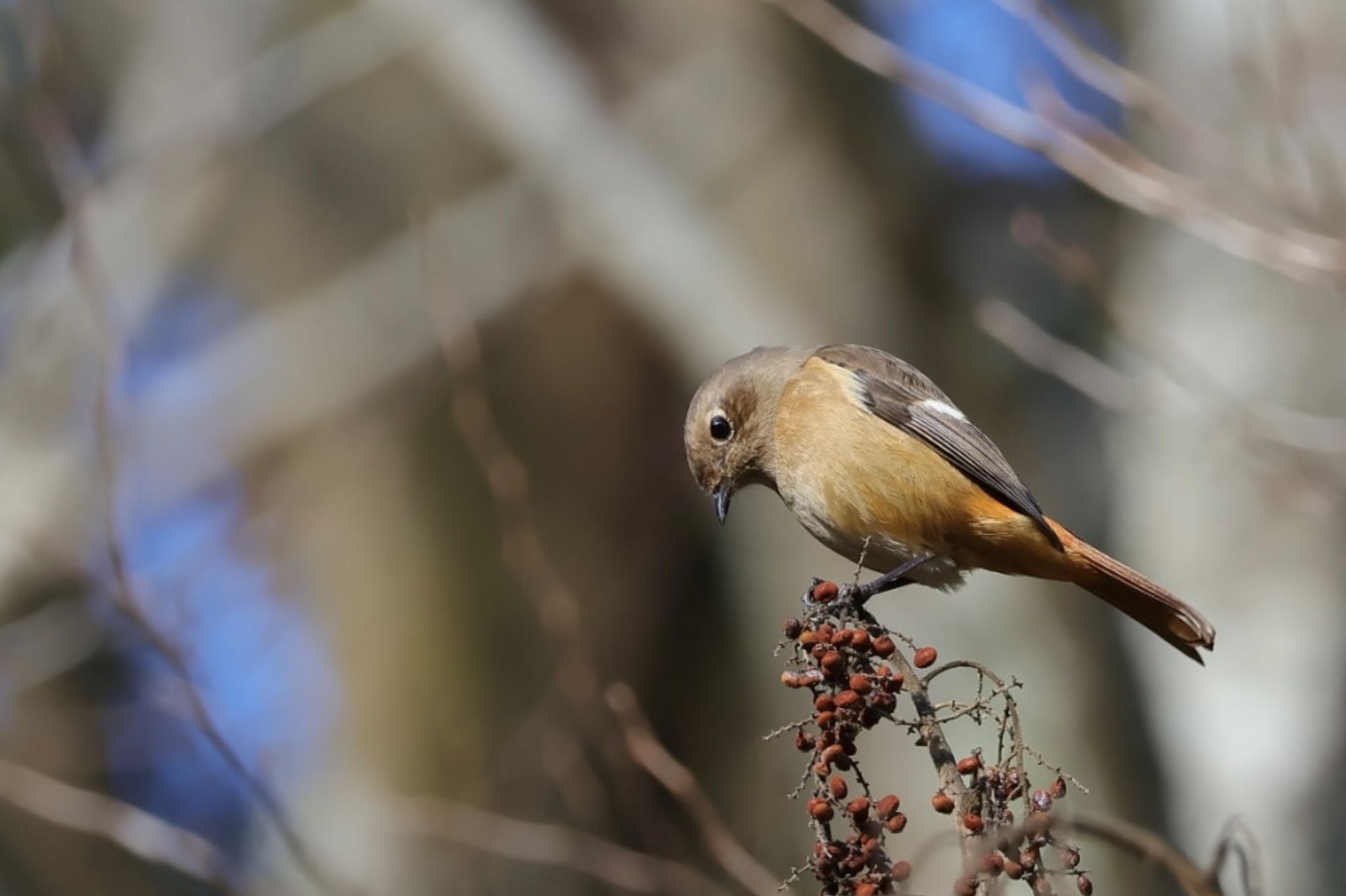 Photo of Daurian Redstart at 大阪府民の森むろいけ園地 by Noyama