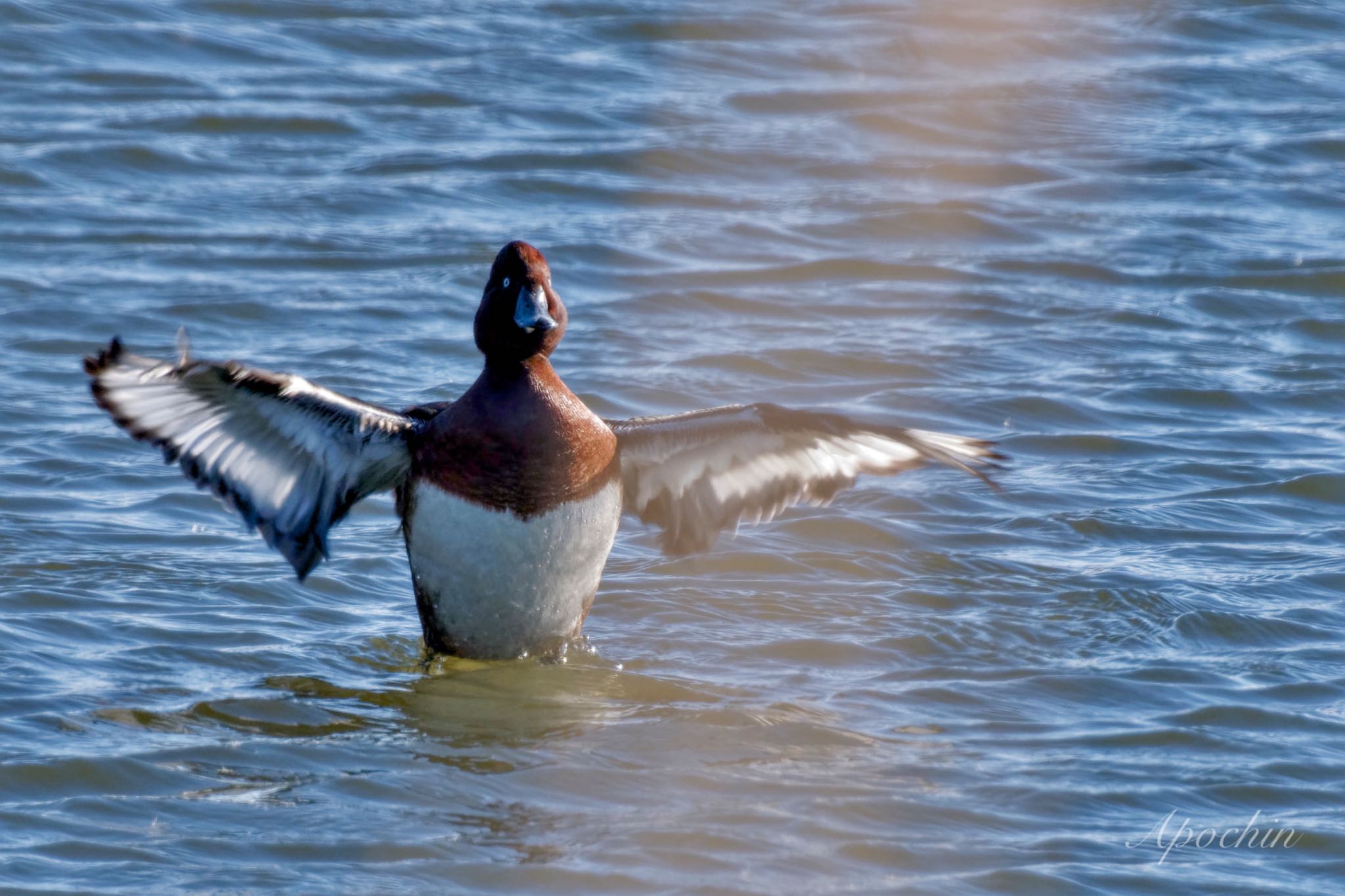 Ferruginous Duck