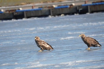 White-tailed Eagle 納沙布岬 Sun, 12/24/2023