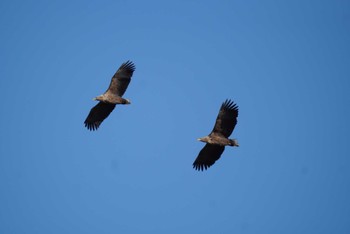 White-tailed Eagle 納沙布岬 Sun, 12/24/2023