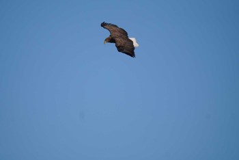 White-tailed Eagle 納沙布岬 Sun, 12/24/2023