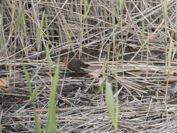 2023年12月24日(日) 東京港野鳥公園の野鳥観察記録