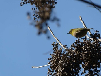 Warbling White-eye Tokyo Port Wild Bird Park Sun, 12/24/2023