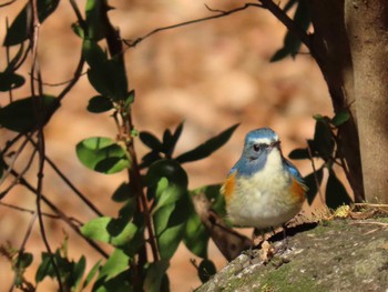 Sun, 12/24/2023 Birding report at 厚木七沢森林公園