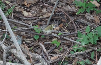 Kamchatka Leaf Warbler 猪名川公園 Mon, 10/22/2018