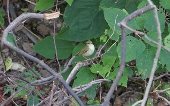 Kamchatka Leaf Warbler 猪名川公園 Mon, 10/22/2018