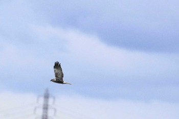 チュウヒ 涸沼 2023年12月19日(火)