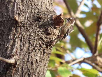 Japanese Pygmy Woodpecker Oizumi Ryokuchi Park Sun, 12/24/2023