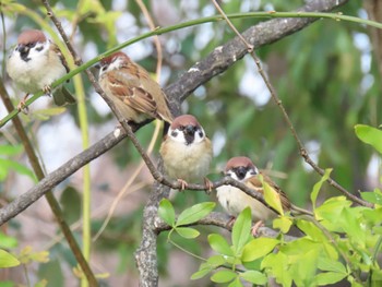 Eurasian Tree Sparrow Oizumi Ryokuchi Park Sun, 12/24/2023