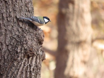 Japanese Tit Oizumi Ryokuchi Park Sun, 12/24/2023