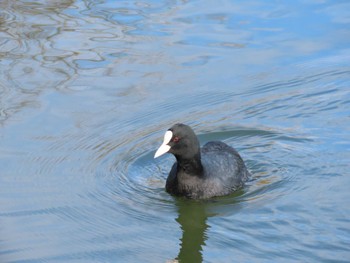 Eurasian Coot Oizumi Ryokuchi Park Sun, 12/24/2023