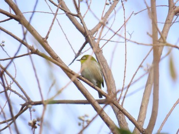 Warbling White-eye Oizumi Ryokuchi Park Sun, 12/24/2023