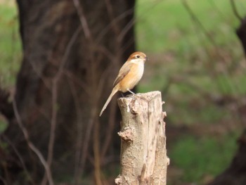 Sun, 12/24/2023 Birding report at Oizumi Ryokuchi Park