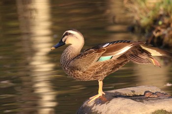 カルガモ 北海道 函館市 見晴公園 2018年10月22日(月)