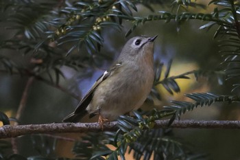 2023年12月24日(日) 片倉城跡公園の野鳥観察記録