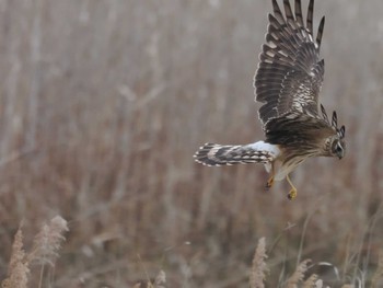 ハイイロチュウヒ 妙岐ノ鼻 2023年12月24日(日)